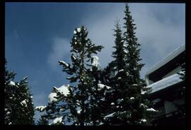 Zweige mit Schnee und Raureif