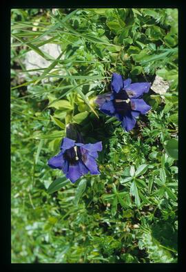 Blumen