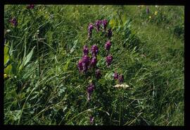 Alpenblumen