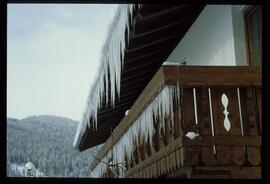 Zweige mit Schnee und Raureif