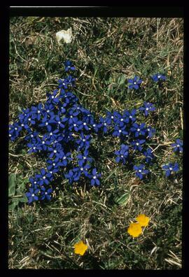 Blumen