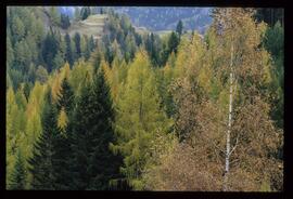 Bäume im Herbst