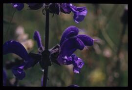 Alpenblumen