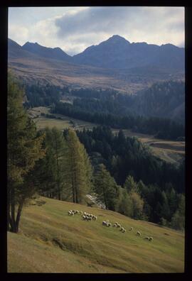 Landschaft im Sommer