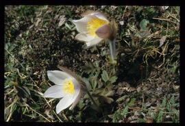 Alpenblumen