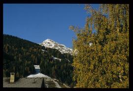 Bäume im Herbst