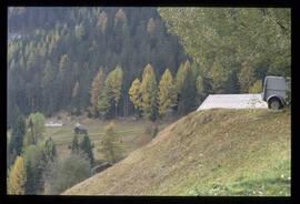 Bäume im Herbst