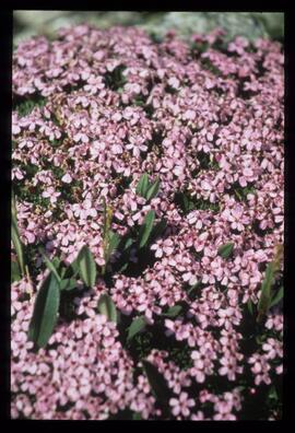Blumen