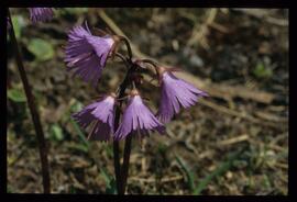 Alpenblumen