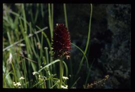 Alpenblumen