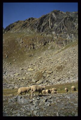 Landschaft im Sommer