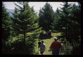 Landschaft im Sommer