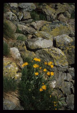 Landschaft im Sommer