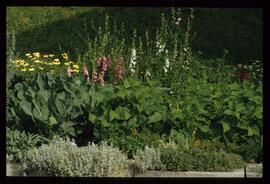 Gartenblumen