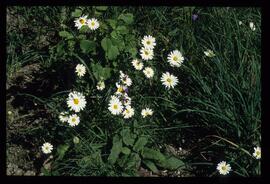 Alpenblumen