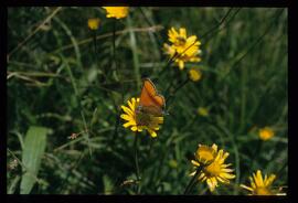 Wiesenblumen