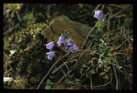 Alpenblumen