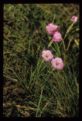 Alpenblumen