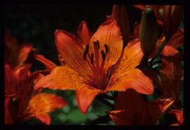 Blumenschmuck