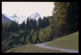 Bäume im Herbst