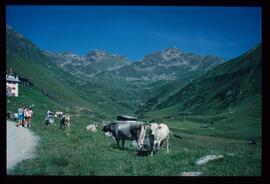 Landschaft im Sommer