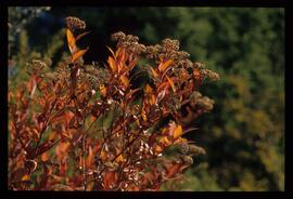 Bäume im Herbst