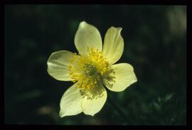 Alpenblumen