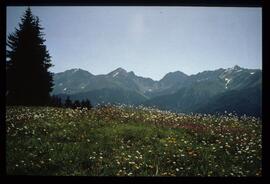 Landschaft im Sommer