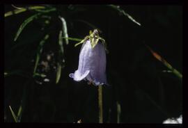 Alpenblumen