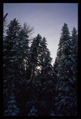 Landschaft im Winter