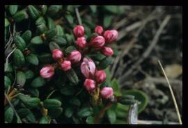 Alpenblumen