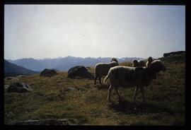 Landschaft im Sommer