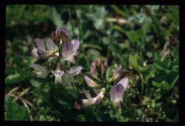 Alpenblumen