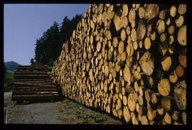 Holzstapel