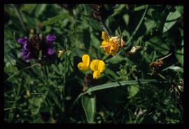 Alpenblumen