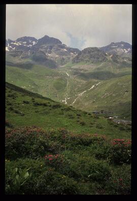 Landschaft im Sommer