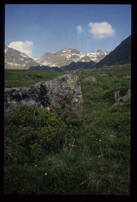 Landschaft im Sommer