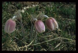 Alpenblumen