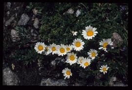 Landschaft im Sommer