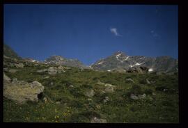 Landschaft im Sommer