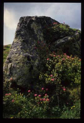 Landschaft im Sommer