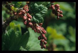 Alpenblumen