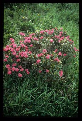 Blumen