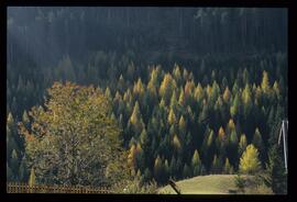 Bäume im Herbst
