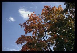 Bäume im Herbst