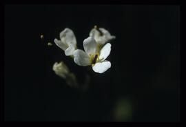 Alpenblumen