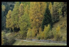 Bäume im Herbst