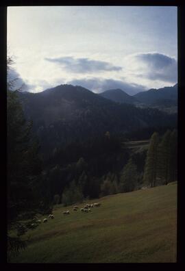 Landschaft im Sommer