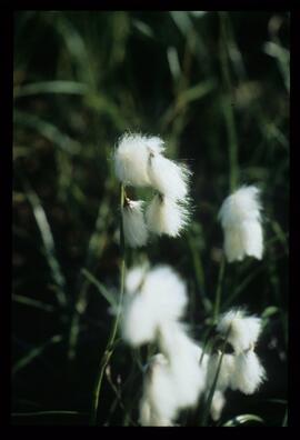 Blumen und Gräser