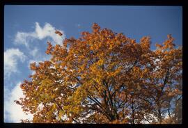 Bäume im Herbst